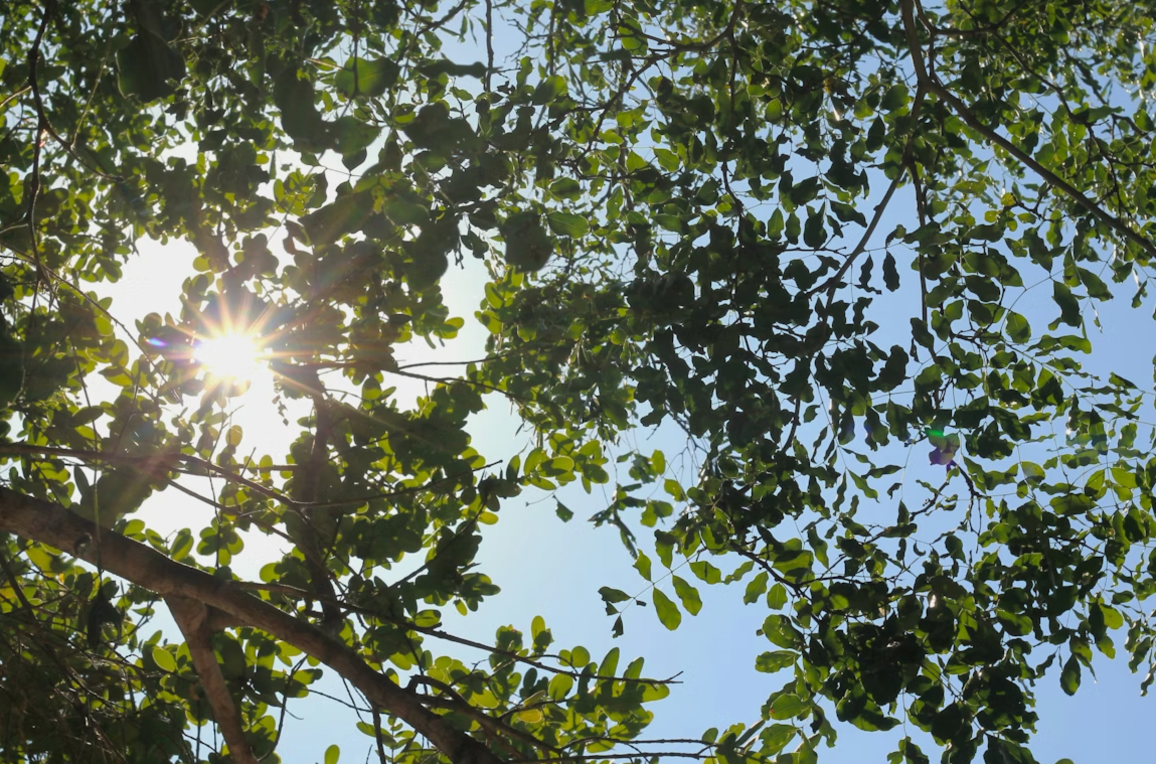 WARNING: “Natural Flavors” Are Not What You Think