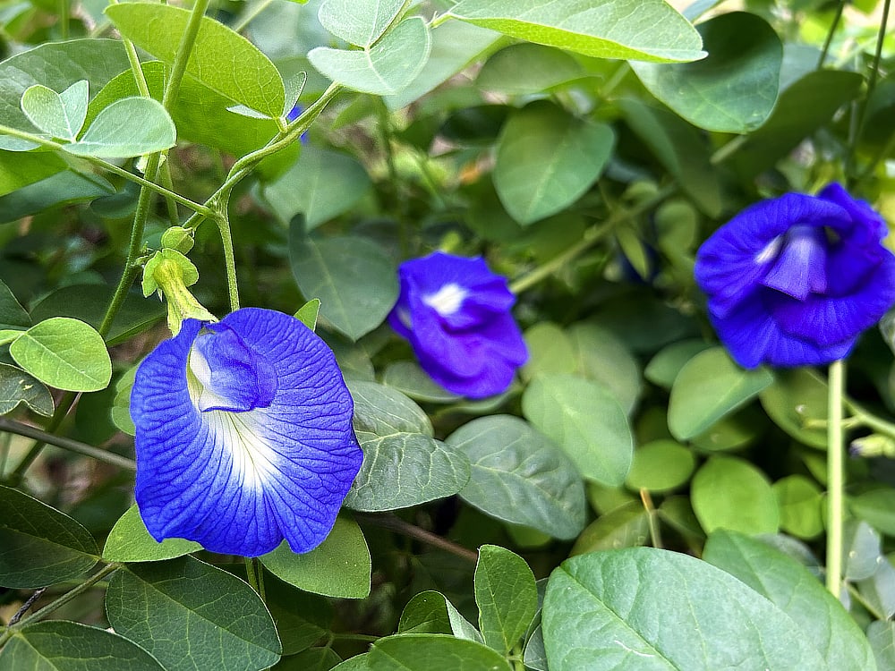 Ingredient Highlight: The mystical blue butterfly flower