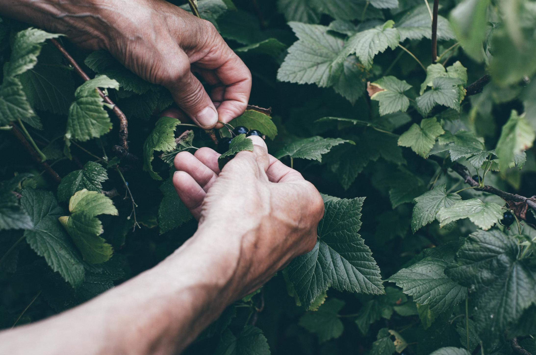 Detox or Retox. Your Choice.